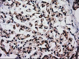 FAM127C Antibody (clone OTI1A6)