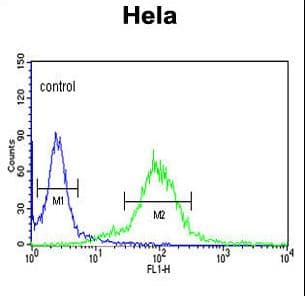 Polyclonal Rabbit anti-Human MAML3 / CAGH3 Antibody (aa640-665, IHC, WB)