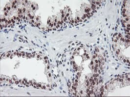 POLR2E Antibody (clone OTI3B5, Carrier-free)