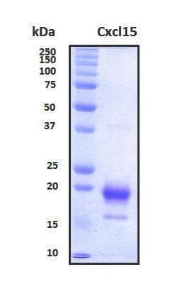 Mouse Cxcl15 Protein (Recombinant His, N-Terminal)