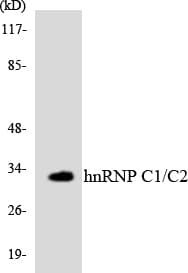 IHC-plus™ Polyclonal Rabbit anti-Human HNRNPC / HNRNP C Antibody (aa222-271, IHC, WB)