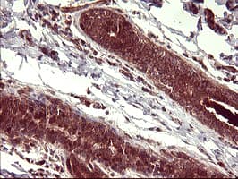 BID Antibody (clone OTI3A10)