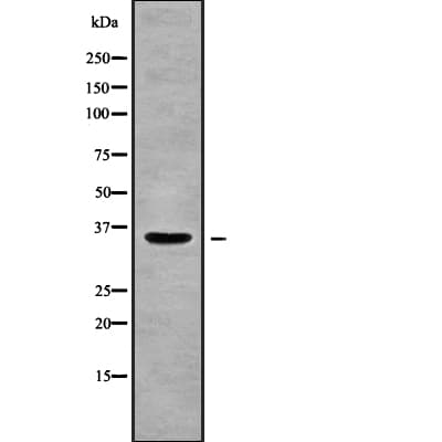 SLC30A2 Antibody