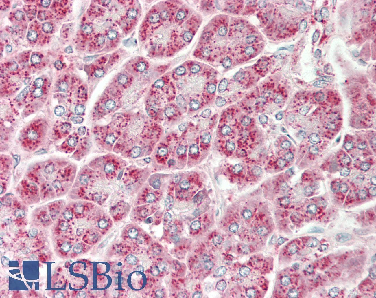 SGPP1 Antibody (aa287-336)