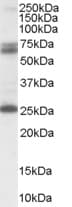 IHC-plus™ Polyclonal Goat anti-Human GAD65 Antibody (aa515-528, IHC, WB)