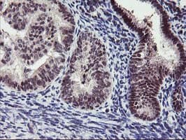 ANKRD53 Antibody (clone OTI2A8)