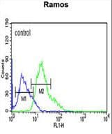C19orf18 Antibody (aa140-168)