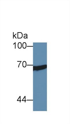 XRCC6 / Ku70 Antibody (aa319-538, APC)