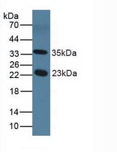 NOS1AP / CAPON Antibody (aa19-251)