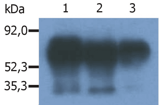 IHC-plus™ PAG1 Antibody (C-Terminus, clone PAG-C1)