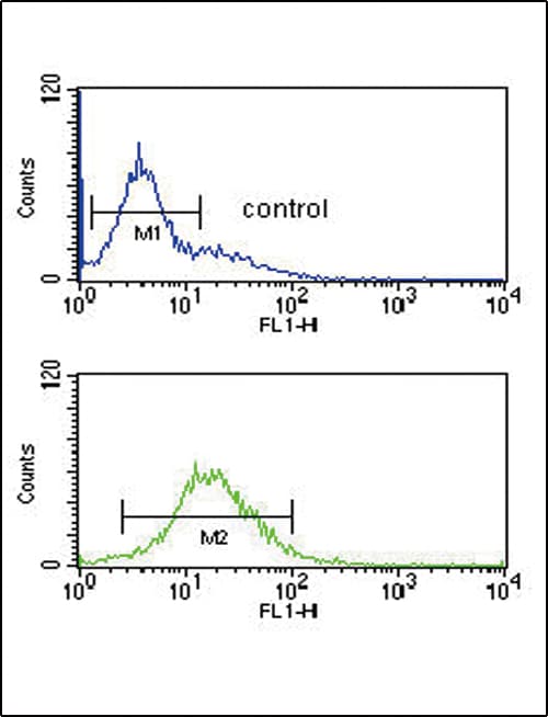 Polyclonal Rabbit anti-Human GZMM / Granzyme M Antibody (aa84-113, IHC, WB)