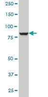 IHC-plus™ DNAJC10 Antibody (clone 3C4)