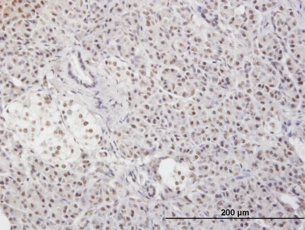MLF2 Antibody (clone 2F6-1E3)