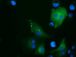ARHGAP25 Antibody (clone OTI2D5, Carrier-free)