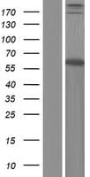 DMPK / DM Protein (Over-Expression Lysate Myc-DDK (Flag))