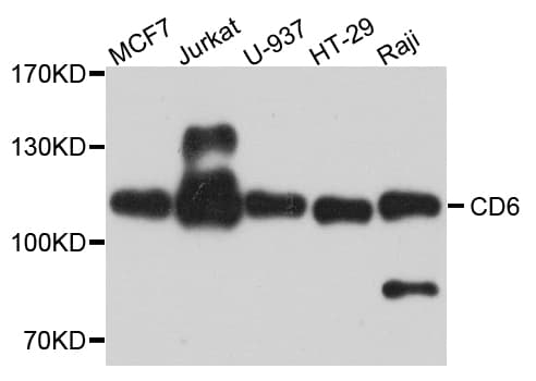 CD6 Antibody