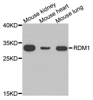 RDM1 Antibody
