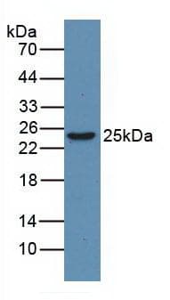 HMG1 / HMGB1 Antibody (Cy3)