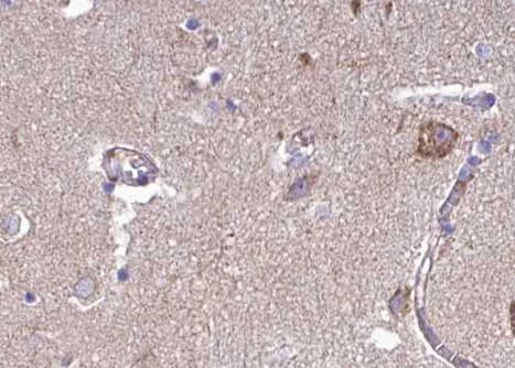 FBLN4 / EFEMP2 Antibody