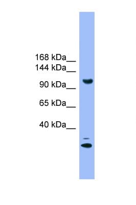 STARD8 Antibody (aa181-230)