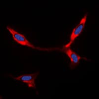 BMP8A Antibody (C-Terminus)