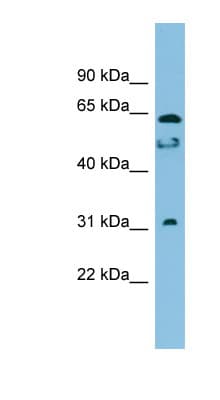 MROH8 Antibody (aa323-372)