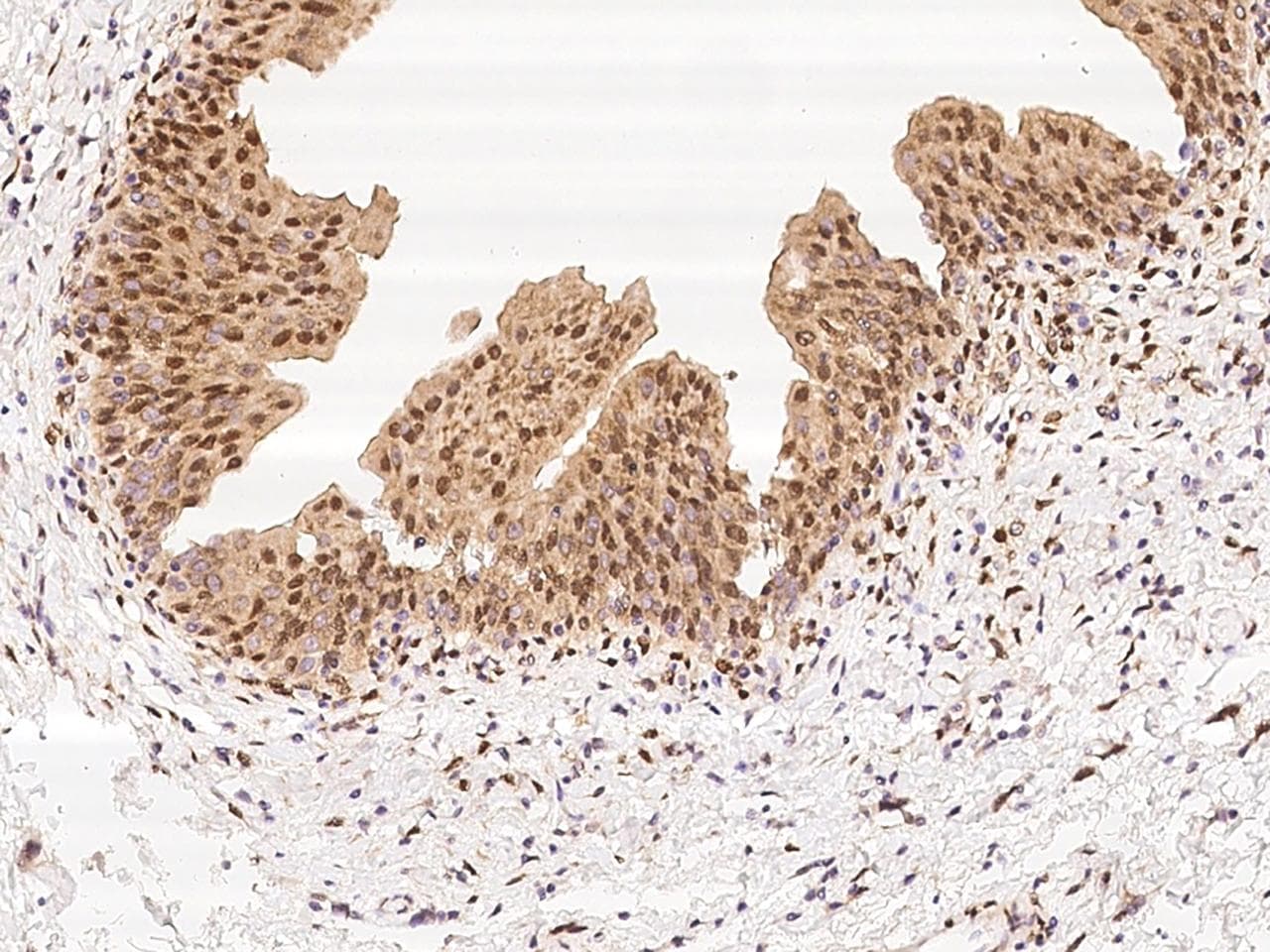 Polyclonal Rabbit anti-Human RBPMS / Hermes Antibody (IHC, IF)