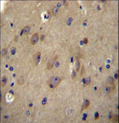 CNRIP1 Antibody (aa76-104)