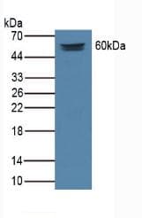 MEPE Antibody (aa28-224)