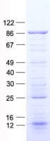 Human GYS1 / Glycogen Synthase Protein (Recombinant His, N-Terminal)