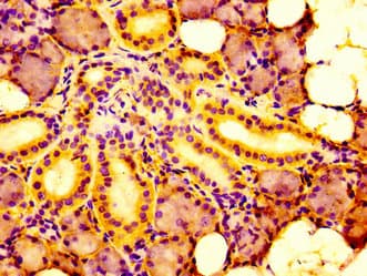 Polyclonal Rabbit anti-Human IRF2BP1 Antibody (IHC, IF)