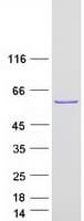 Human RAP1GDS1 / SmgGDS Protein (Recombinant Myc-DDK (Flag))