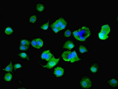 HsT19268 / MTHFS Antibody (aa2-203)