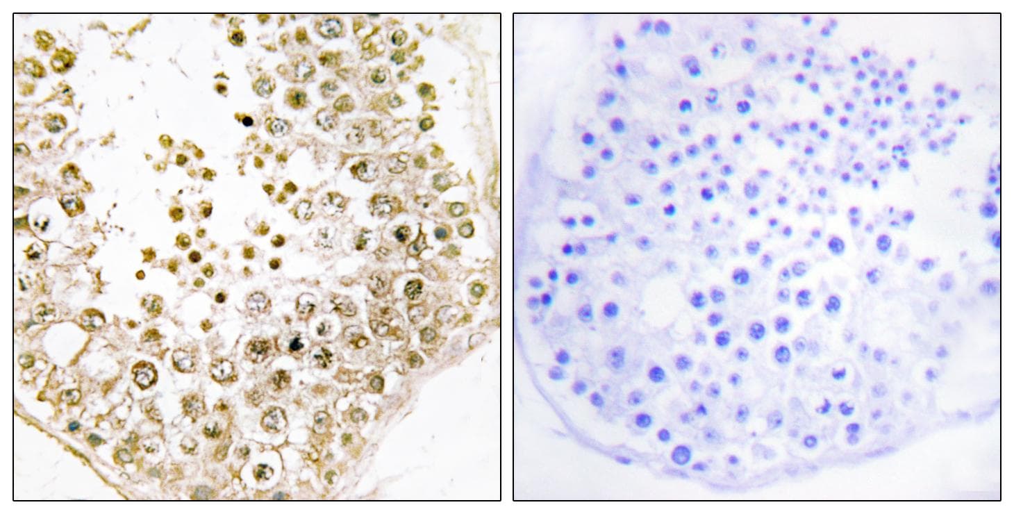 SPZ1 Antibody