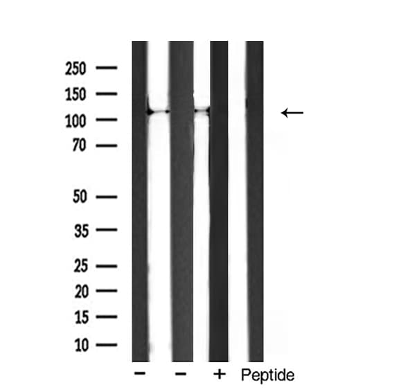 ITGA3 / CD49c Antibody
