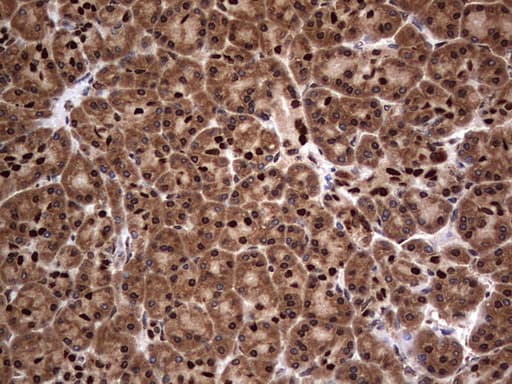 H2AFY2 Antibody (aa2-261, clone OTI1C2)
