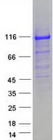 Human NEDD4L / NEDD4-2 Protein (Recombinant Myc-DDK (Flag))