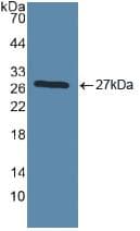 TLR2 Antibody (aa47-245, Biotin)