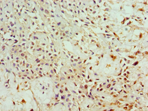 ANXA4 / Annexin IV Antibody (aa110-319)