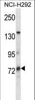 MUM1L1 Antibody (aa185-213)