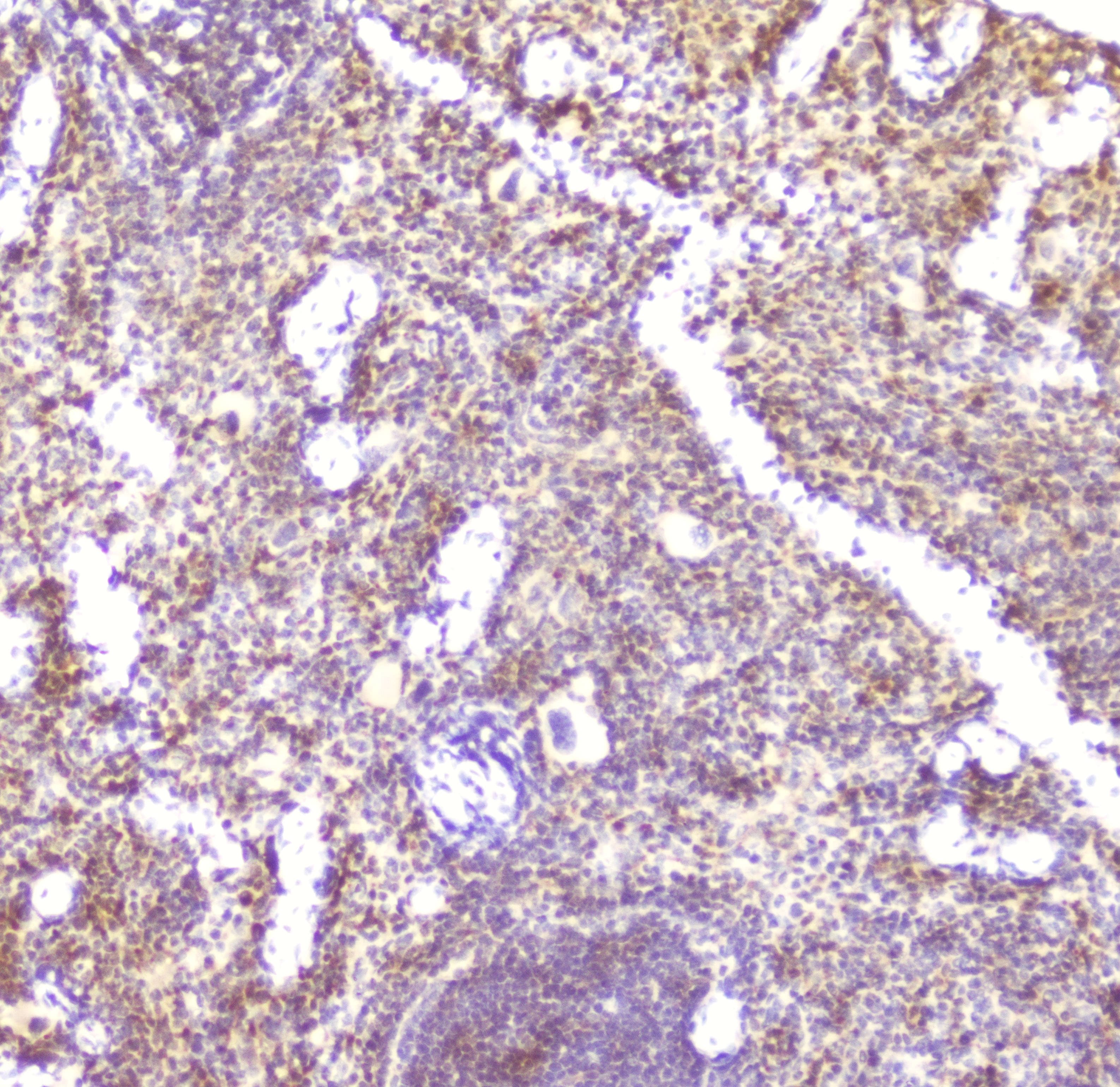 Ccl6 Antibody