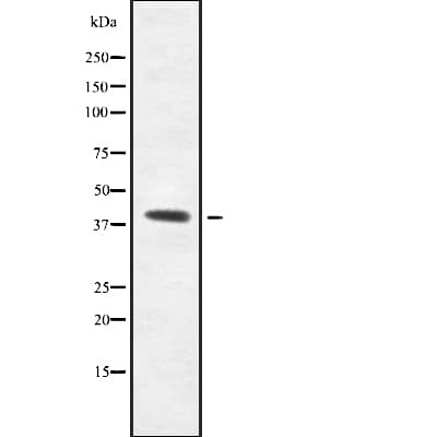 GPR139 Antibody