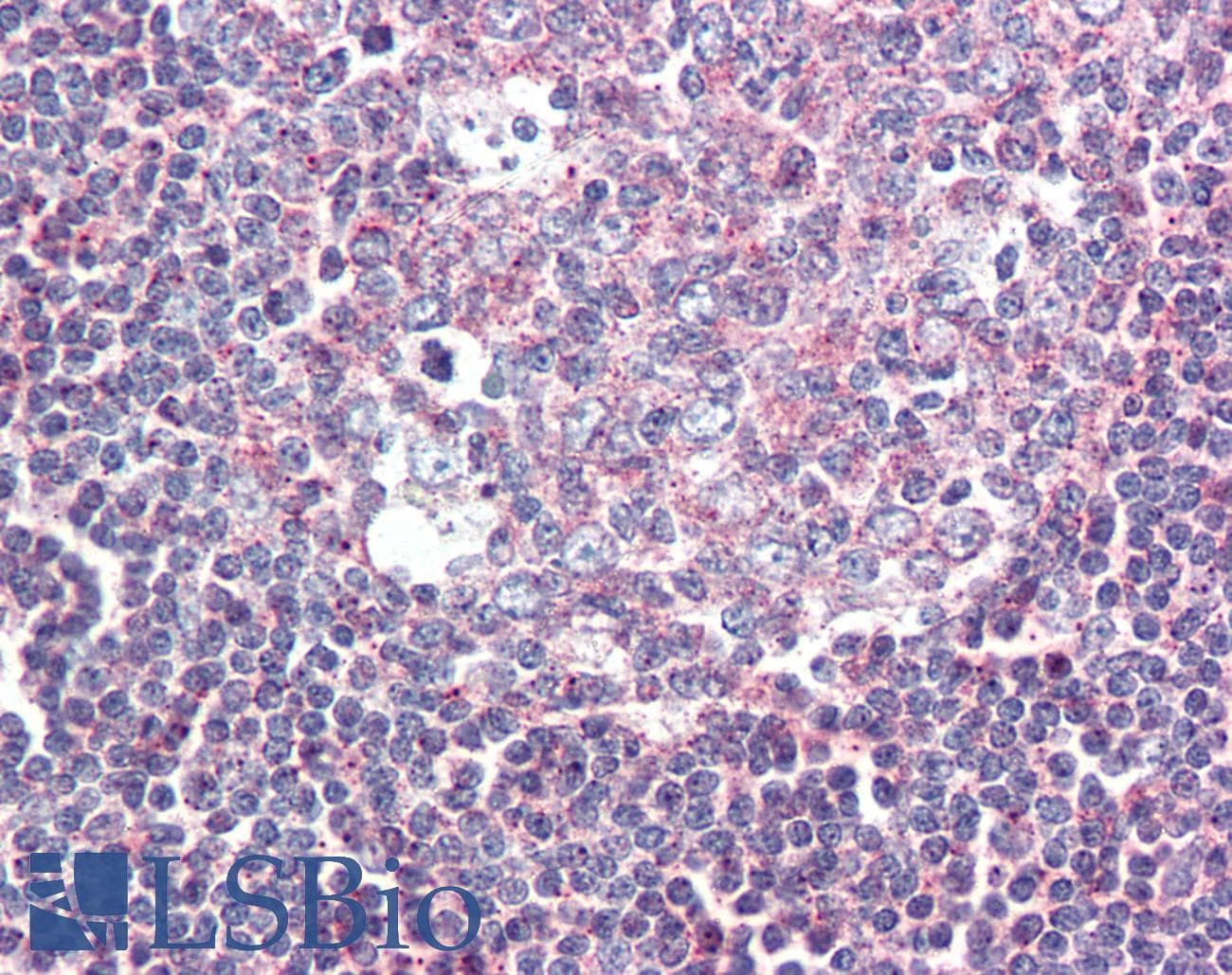 IHC-plus™ GPR132 / G2A Antibody (Internal)