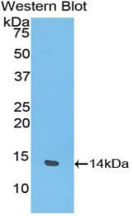 SLIT3 Antibody (aa1449-1523)