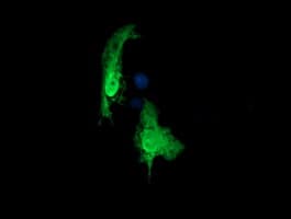 RAB30 Antibody (clone OTI1D3, Carrier-free)