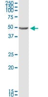 BNIP2 Antibody (clone 8C6)