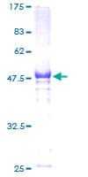 Human HSF2 Protein (Recombinant GST)