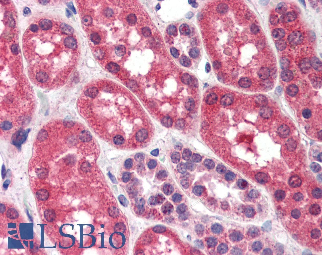 IHC-plus™ FGFR1 / FGF Receptor 1 Antibody (aa837-852)