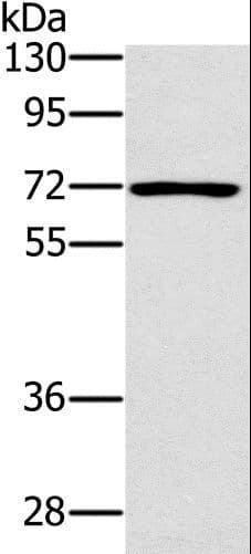 PLS3 / T Plastin Antibody