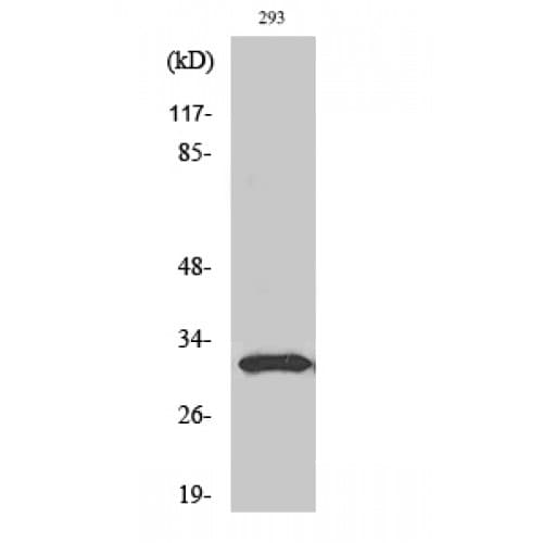 Polyclonal Rabbit anti-Human NFYB Antibody (10-90 aa, N-terminal, IHC, WB)
